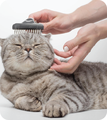 Cat-Massage-Comb